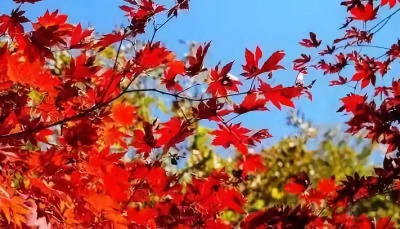 枫树阅读公众号——掌上图书馆，您的知识充电站